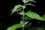NEWSLETTER 7 International Professional Group Medicinal, Aromatic and Cosmetic Plants