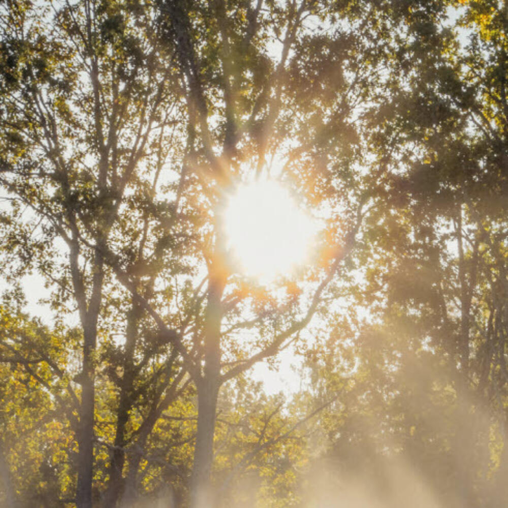 Lichtung – Sprache