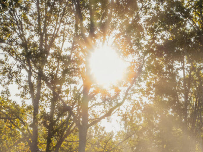 Lichtung – Sprache