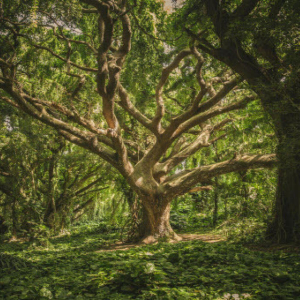 Stage de botanique médico-pharmaceutique